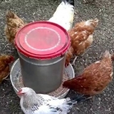 Kako sami napraviti hranilicu za piliće